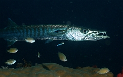 Raja Ampat 2016 - Sphyraena Jello - Pickhandle Barracuda- Barracuda Jello - IMG_5672_rc